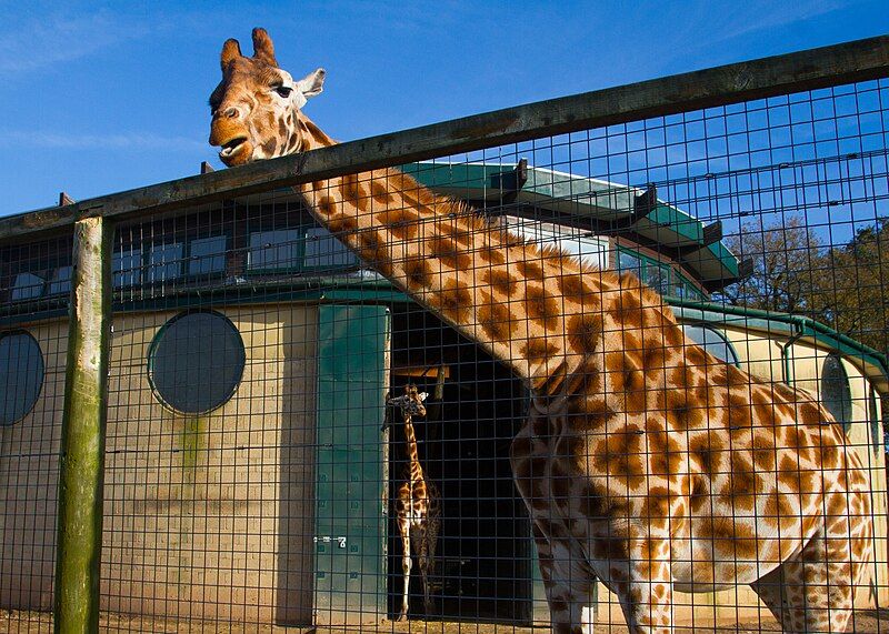 File:Marwell Giraffe Nov2015.jpg