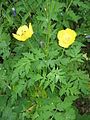 Papaver cambricum