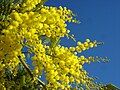 Image 41Yellow mimosa is the symbol of IWD in Italy as well as in Russia, Ukraine and many other ex-Soviet Union republics (from International Women's Day)