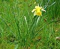 Narcissus pseudonarcissus subsp. pseudonarcissus