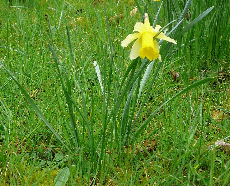 File:Narcissus pseudonarcissus001.jpg