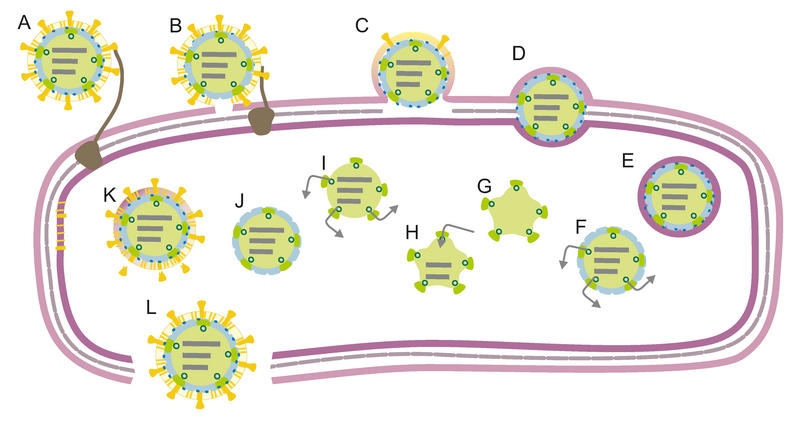 File:ODR.Cysto.Fig3.v3.png