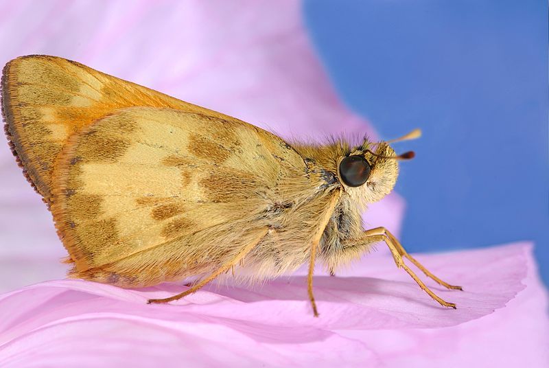 File:Ochlodes sylvanoides.jpg