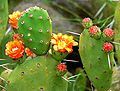 Opuntia ovata