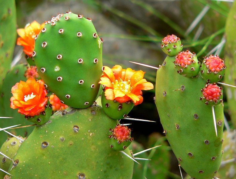 File:Opuntia ovata 2.jpg