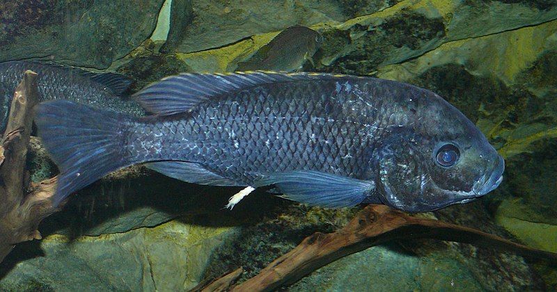 File:Oreochromis squamipinnis.jpg