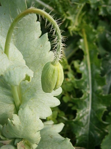 File:Papaver somniferum 002.jpg