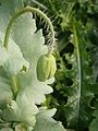 Papaver somniferum flower bud