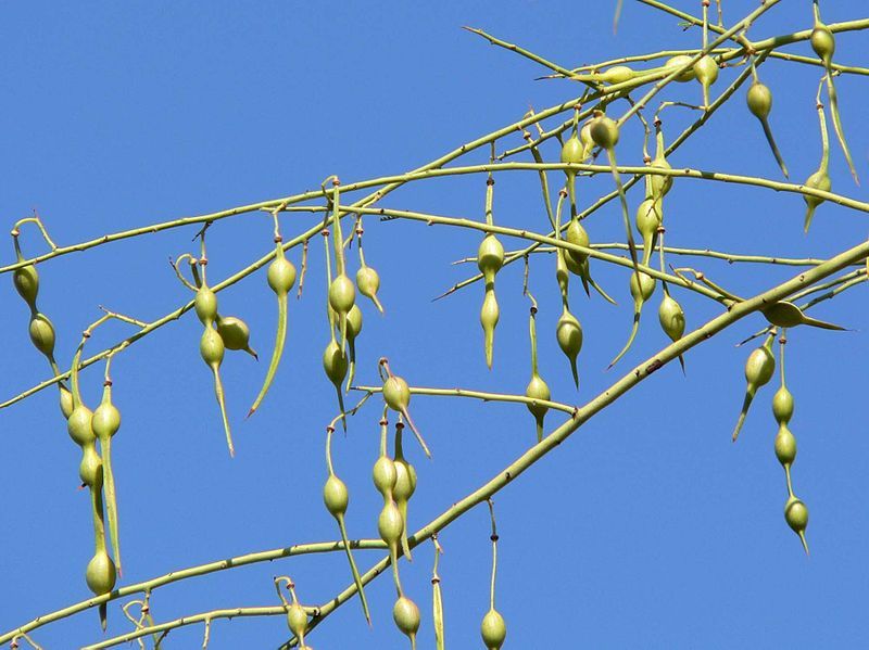 File:Parkinsonia microphylla pods.jpg