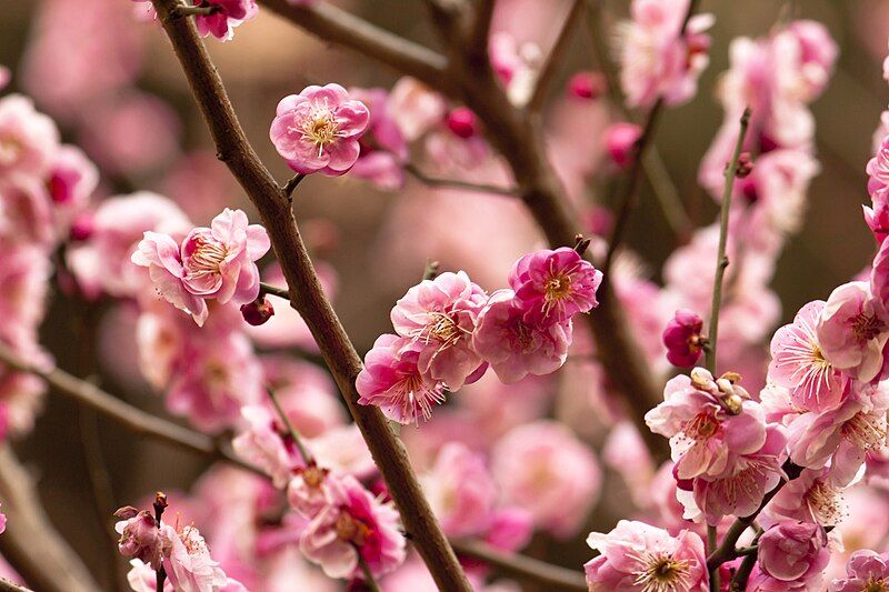 File:Peach Flower.jpg