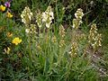 Pedicularis ascendens