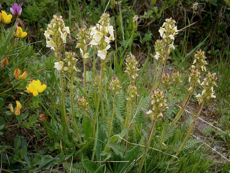 File:Pedicularis ascendens01.jpg