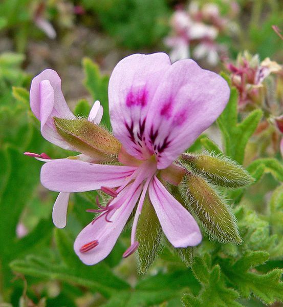 File:Pelargonium graveolens 5.jpg