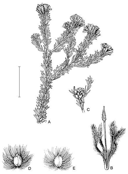 File:Petrophile misturata.jpg