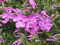 Phlox douglasii 'MacDaniel's Cushion' close-up