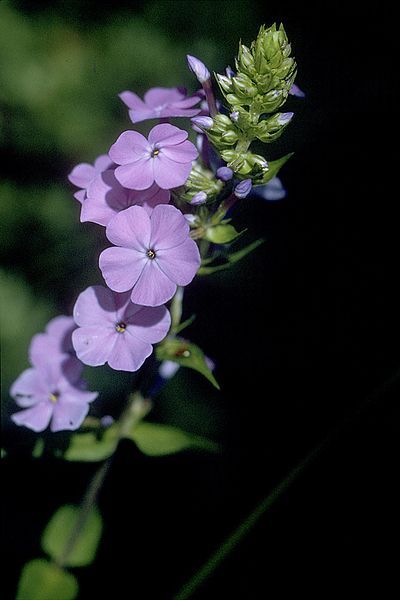 File:Phlox maculata NRCS-1.jpg