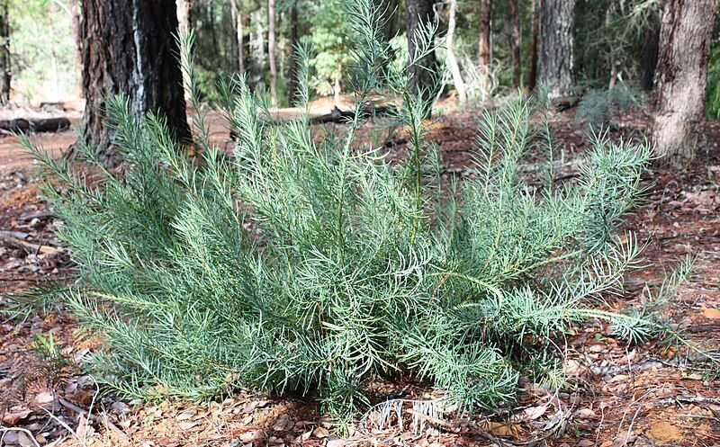 File:Podocarpus drouynianus.jpg