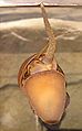 Pomacea canaliculata, seen through glass, has reached its siphon up to the water surface to breathe air