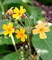 Primula prolifera