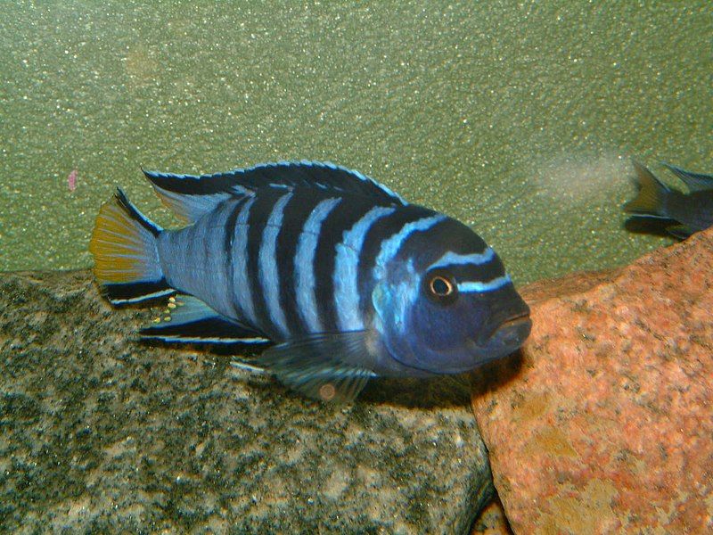 File:Pseudotropheus elongatus1.jpg