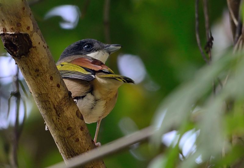 File:Pteruthius aeralatus female.jpg