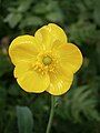 Ranunculus lingua flower