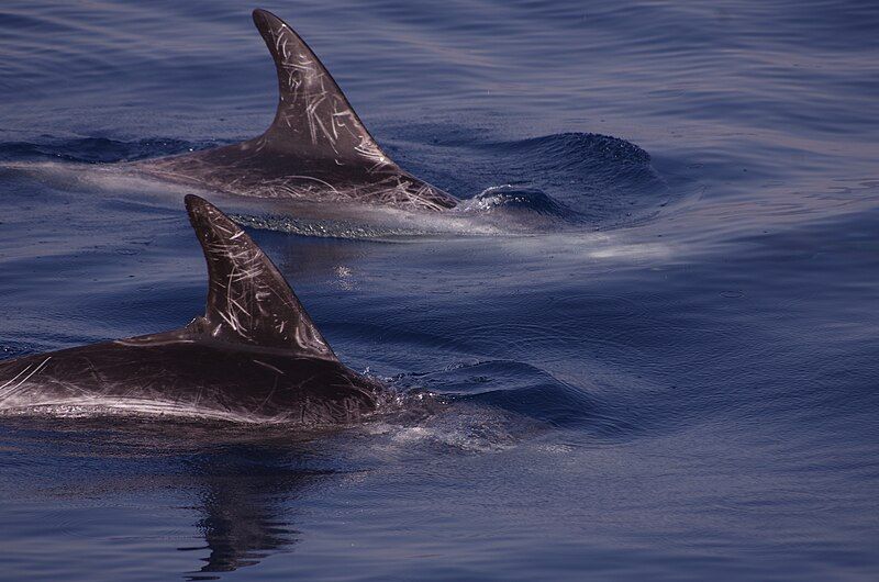 File:Risso's Dolphin fins.jpg