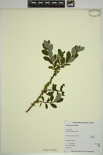 File:Salix chlorolepis.jpg