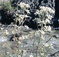 Saxifraga aquatica close-up