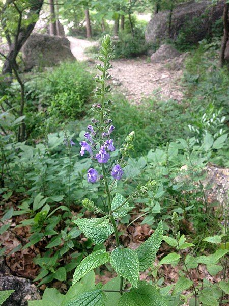 File:Scutellaria ovata.jpg