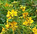 Senna multiglandulosa