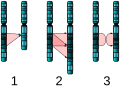 Image 24Three major single-chromosome mutations: deletion (1), duplication (2) and inversion (3). (from Mutation)