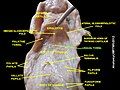 Lingual tonsils