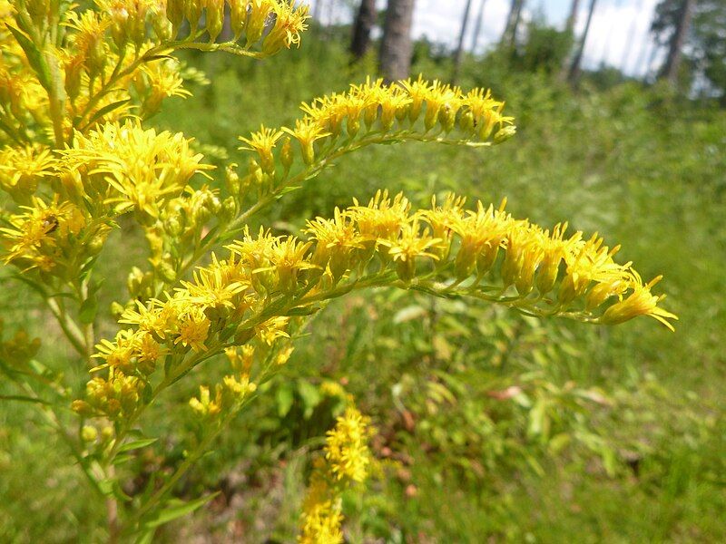 File:Solidago leavenworthii.jpg