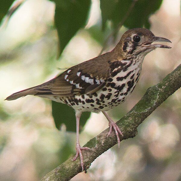 File:Spotted Ground Thrush.jpg