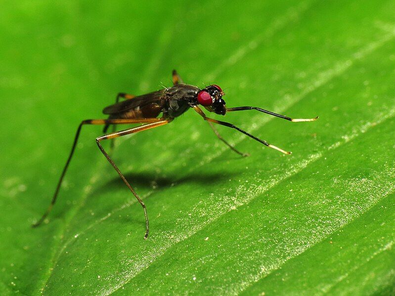 File:Stilt-legged Fly (14295169228).jpg