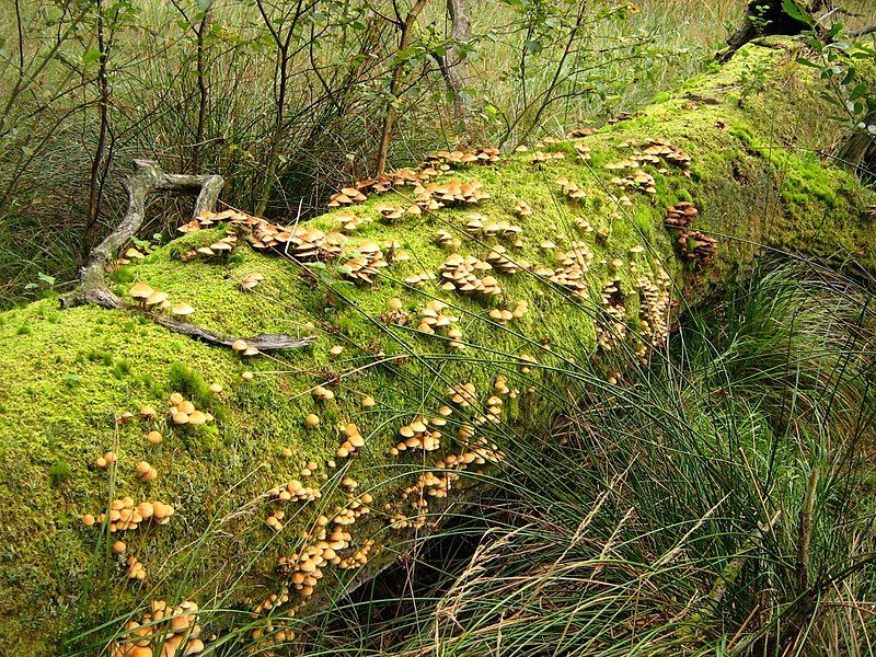 File:Totholz-am-Teufelssee-bei-Thelkow-19-09-2008-036.jpg