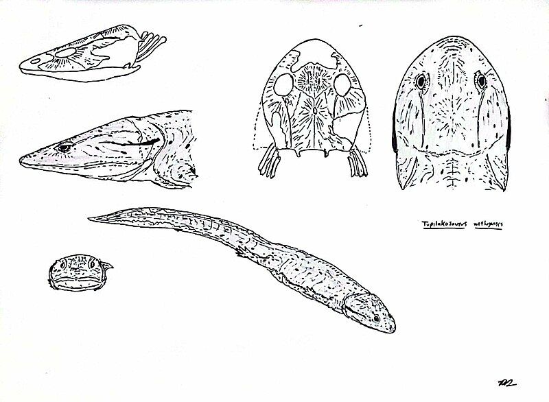 File:Tupilakosaurus.jpg