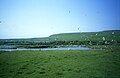 Flock of gulls