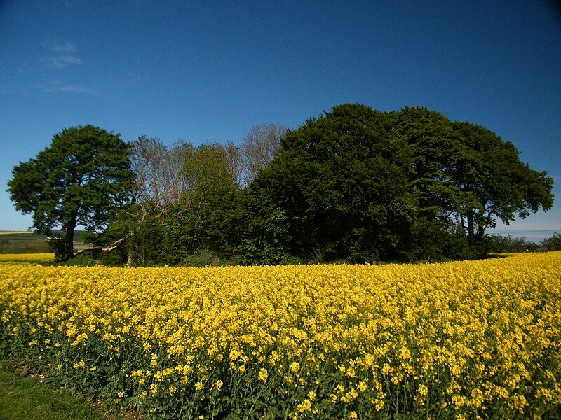 File:Willy Howe Barrow.JPG