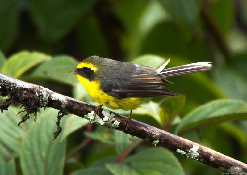 File:Yellow-bellied fantail.jpg