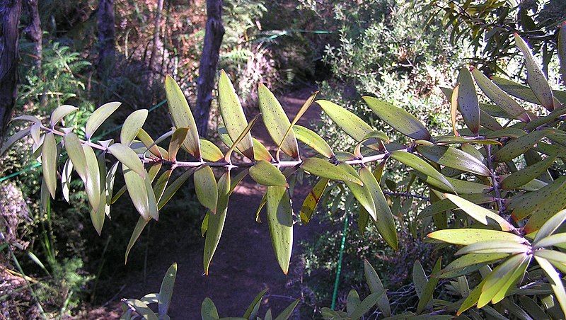 File:Young kauri leaves.jpg