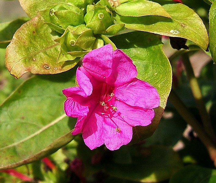 File:2006-10-18Mirabilis jalapa02.jpg