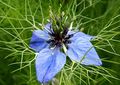 Nigelleae: Nigella damascena