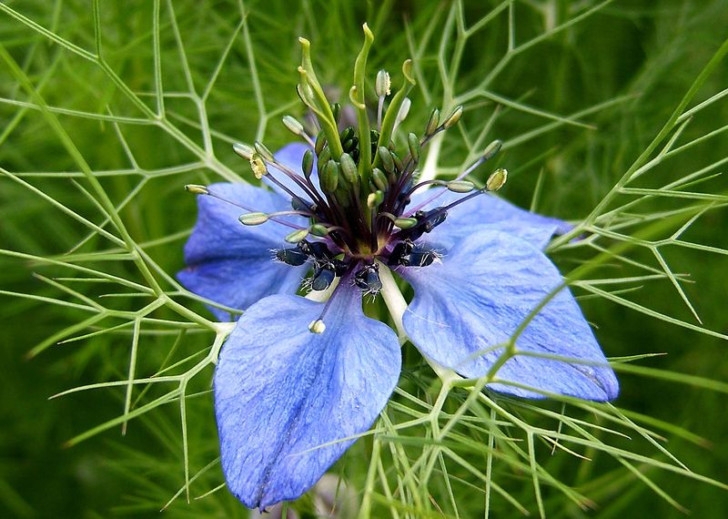 File:2007-10-25Nigella damascena 09.jpg