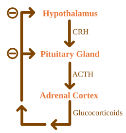 File:ACTH Negative Feedback.svg