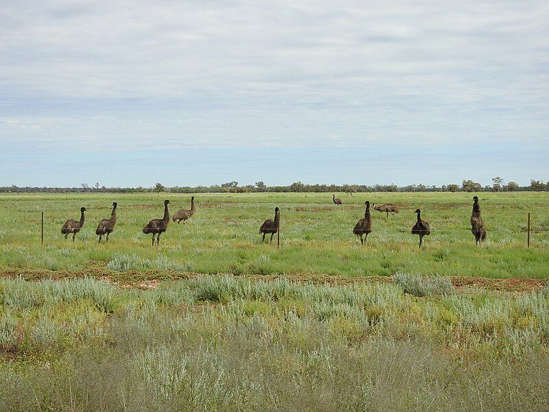 File:AU-NSW-Goodooga-emu mob-2021.jpg