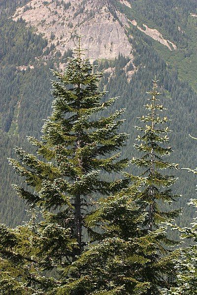 File:Abies procera 3159.JPG