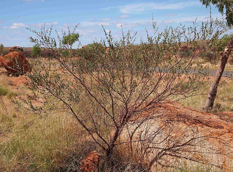 File:Acacia monticola.jpg