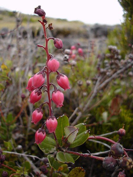 File:Agauria buxifolia 0.jpg